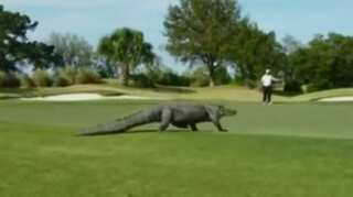 Watch: Giant alligator interrupts golf match
