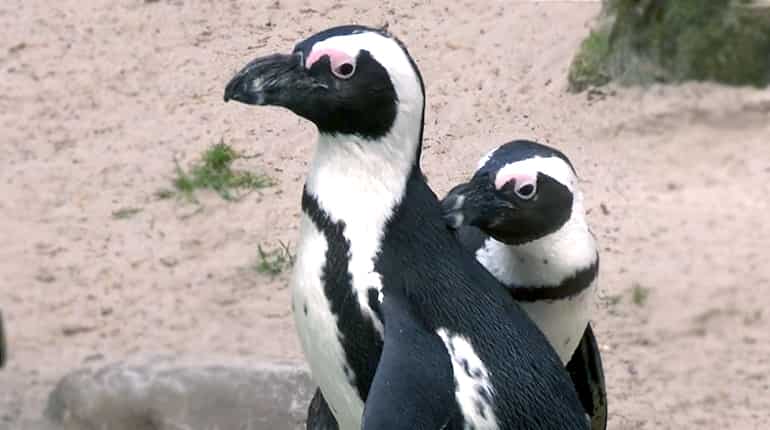Brexit threatens endangered species breeding progamme, Belgian zoo says