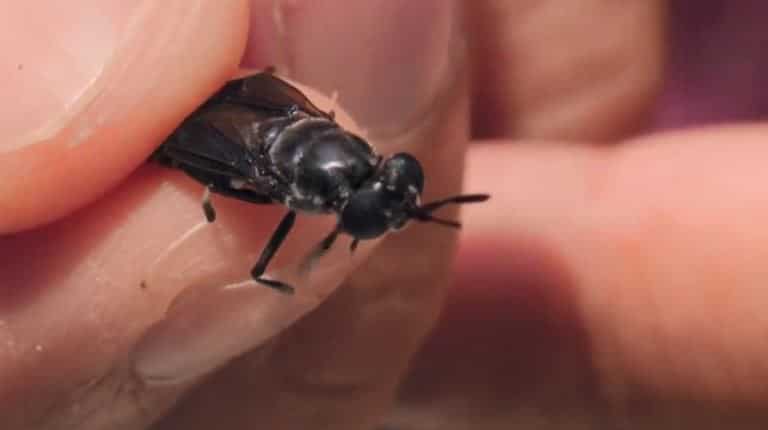 Black soldier flies to rescue