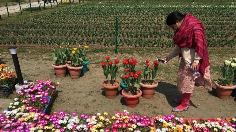 40 thousand hyacinth tulip bulbs