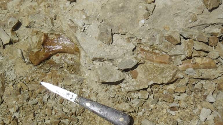 Bones of Peregocetus