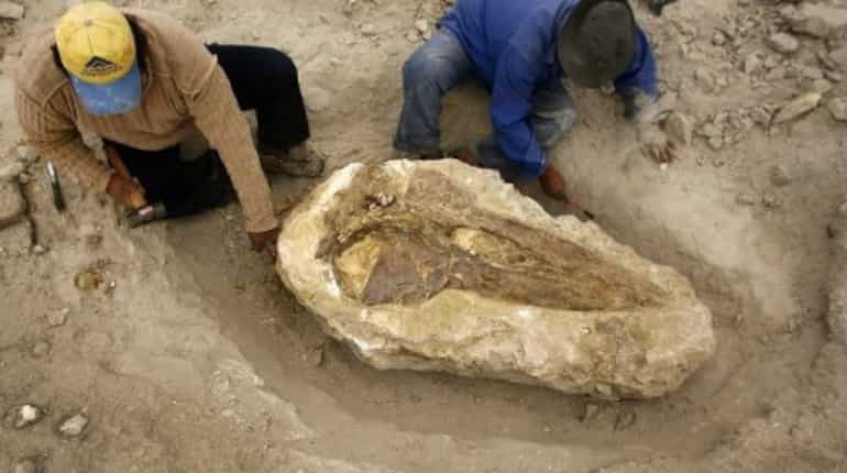 Peru Paleontology fossil whale