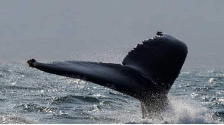 Migration of the Whale