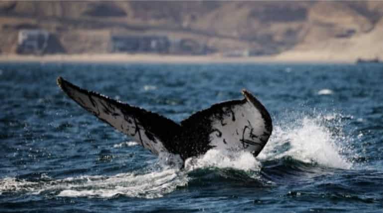 Iceland: At least 20 whales die stranded in mysterious circumstances Iceland: At least 20 whales die stranded in mysterious circumstances