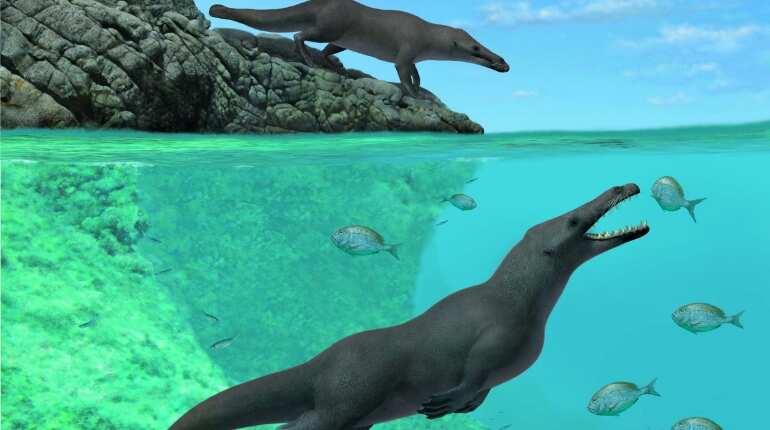 The newly discovered early whale Peregocetus