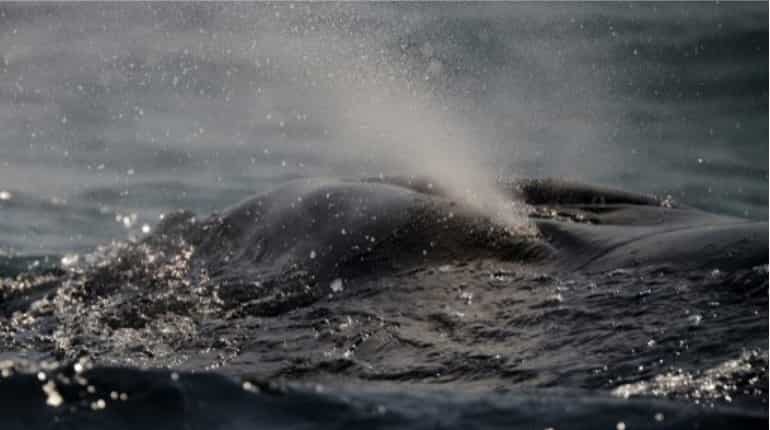 Migration that brings them close to the shores