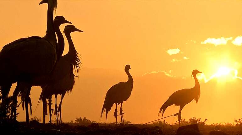Catching cranes -- a hobby and livelihood for Afghan hunter