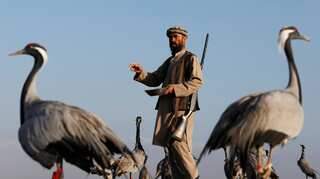 'A hunter's hope': Snaring birds in warring Afghanistan