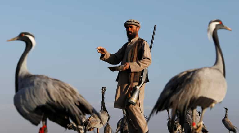 'A hunter's hope': Snaring birds in warring Afghanistan