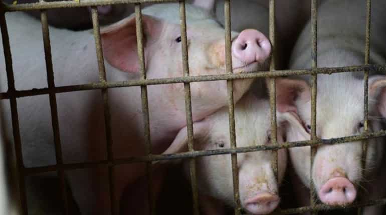 Nepal activists call for end of animal sacrifice