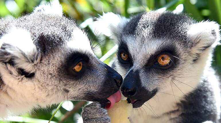 Poachers threaten precious Madagascar forest and lemurs