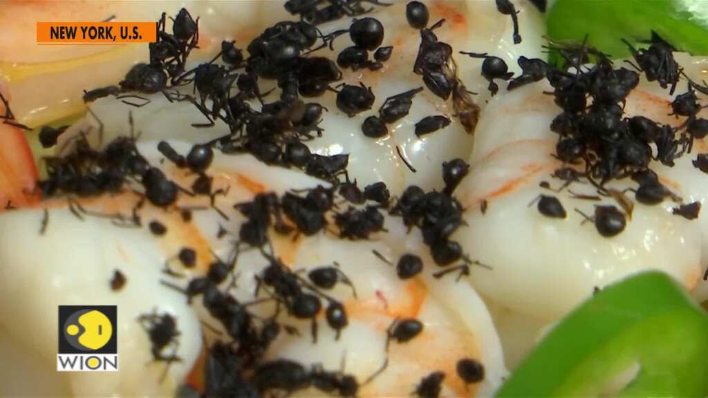 Bite back and munch on insects, environmentalists say