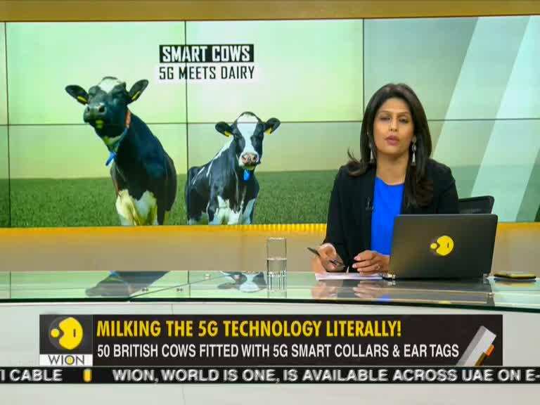 Gravitas: In Britain, Cows Enjoy 5G Benefits!