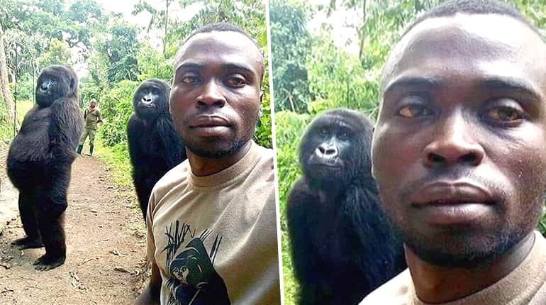 'These gorillas always surprise us,’ says ranger who took viral selfie