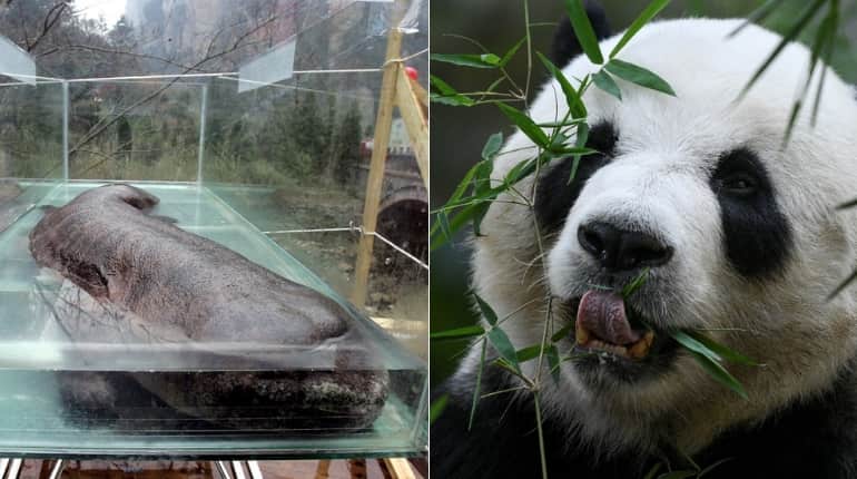 Cute or creepy: Why humans love some species, loathe others