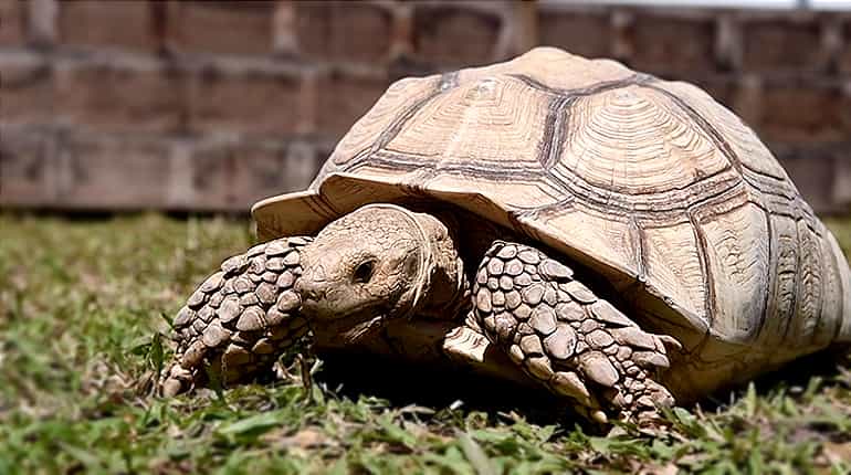 Crawling to extinction: Singapore turtle haven fights for life