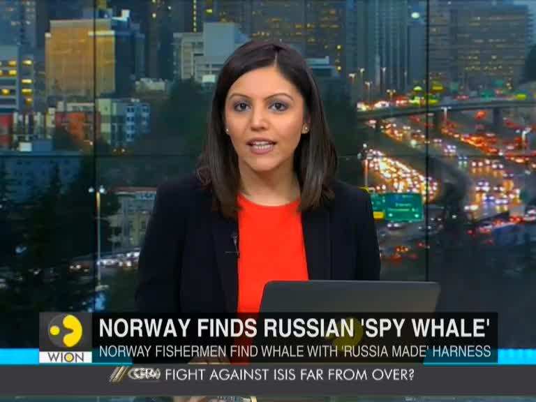 Norway fisherman removes harness from whale