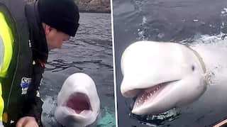 Beluga whale with Russian harness raises alarm in Norway