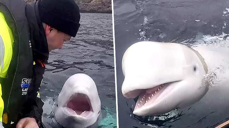 Beluga whale with Russian harness raises alarm in Norway