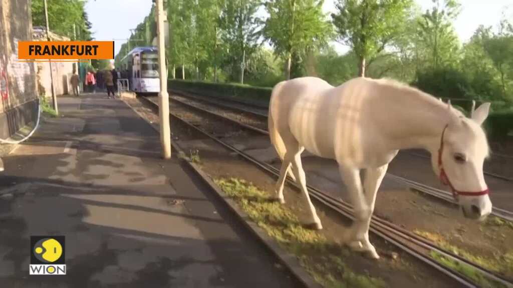 Jenny the horse trots the streets of Frankfurt