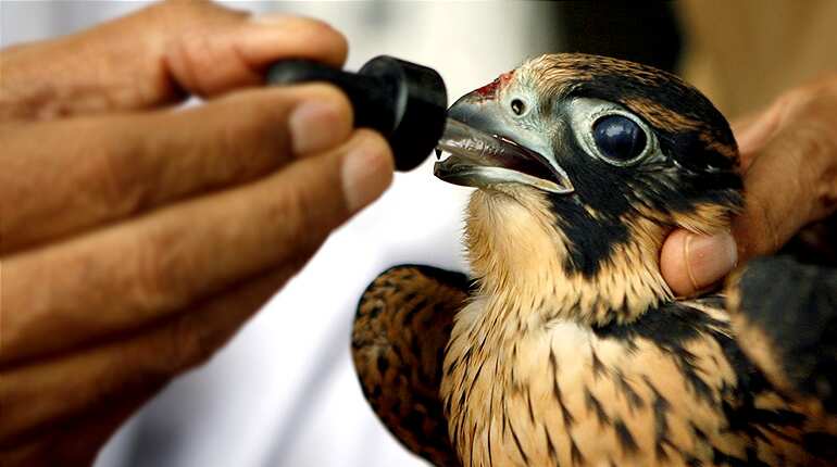 World's largest falcon hospital cares for Emirati heritage