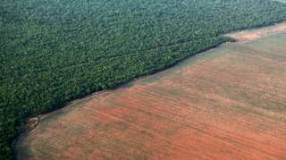 One million species risk extinction due to modern civilisation: Scientists