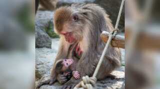 Japan reserve gets first alpha female monkey in 70-year history