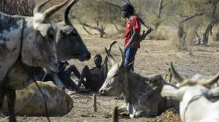 Money, guns and brides fuel South Sudan's cattle wars