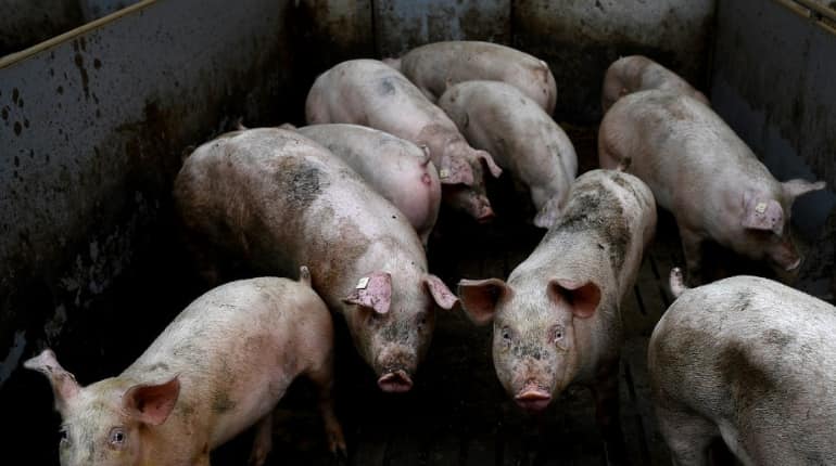 Pigs exported to Singapore from Indonesia confirmed to have African swine fever virus