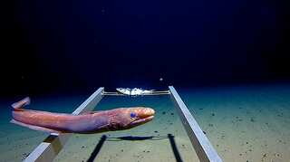 Trash found littering ocean floor in deepest-ever sub dive