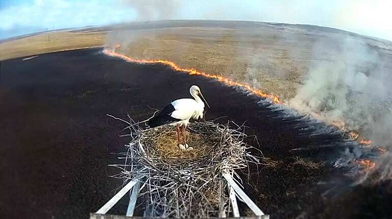 Nesting stork entraped by wildfire in Russian Far East