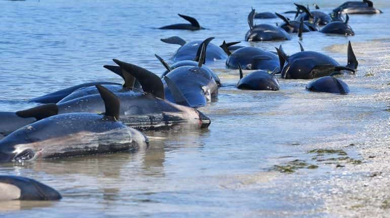 Animals failed to eat enough