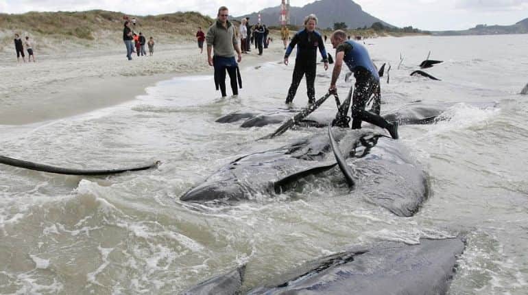 Dozens of pilot whales stranded in new Zealand; 9 dead Dozens of pilot whales stranded in new Zealand; 9 dead
