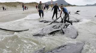 Dozens of pilot whales stranded in new Zealand; 9 dead