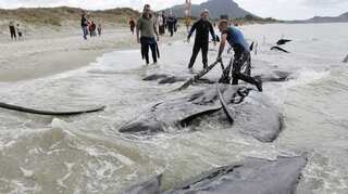Dozens of pilot whales stranded in new Zealand; 9 dead