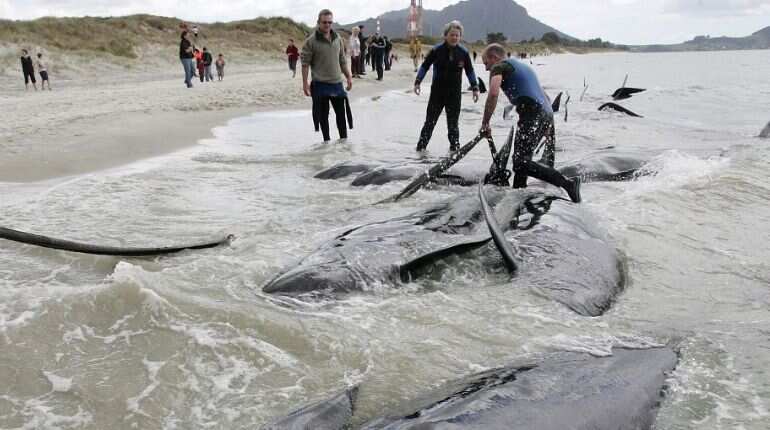 Dozens of pilot whales stranded in new Zealand; 9 dead