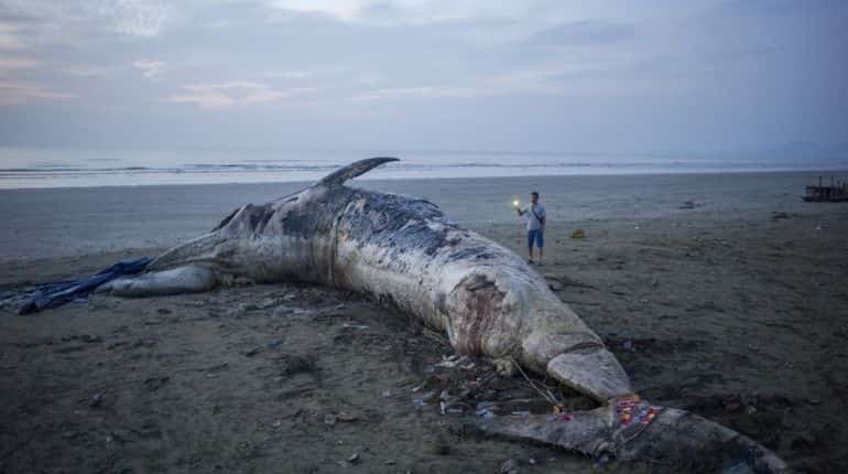 Whale in San Francisco Bay