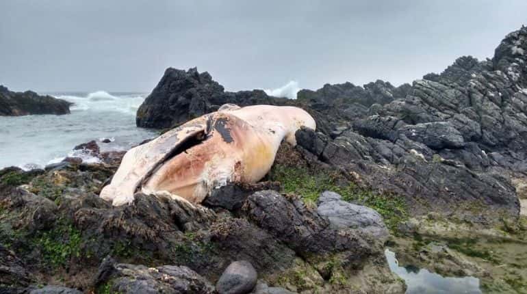 Warming Arctic waters isn't the cause of whale deaths
