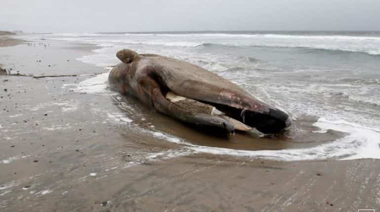 Dead gray whale in Turnagain Arm