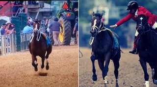 Watch: Horse Bodexpress dumps jockey, loses race but wins hearts in 144th Preakness Stakes