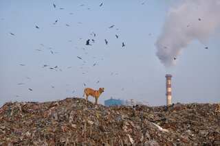 Delhi's rubbish mountain to rise higher than Taj Mahal in 2020
