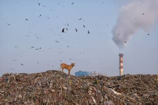 Delhi's rubbish mountain to rise higher than Taj Mahal in 2020