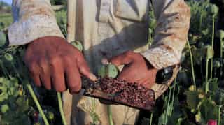 As pressure for Afghan peace grows, drug threat remains