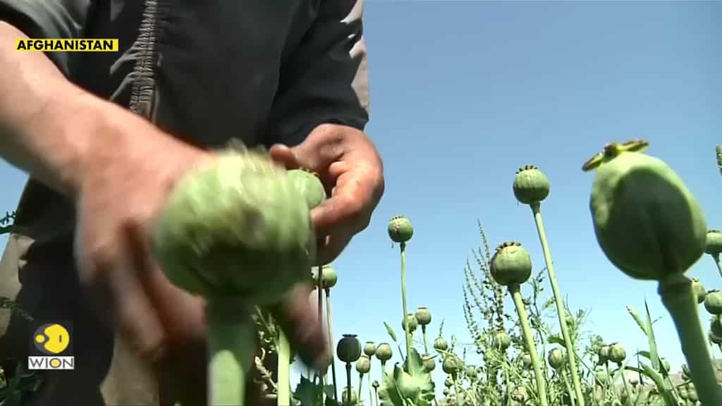 Harvesting to build a better future for some Afghan farmers