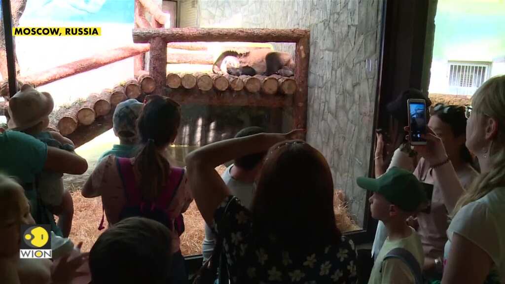 Moscow Zoo's panda pavilion opens after unveiling by Xi, Putin