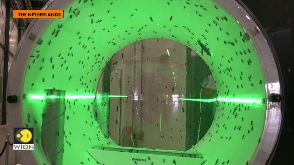 Dutch company generates buzz with fly larvae farm