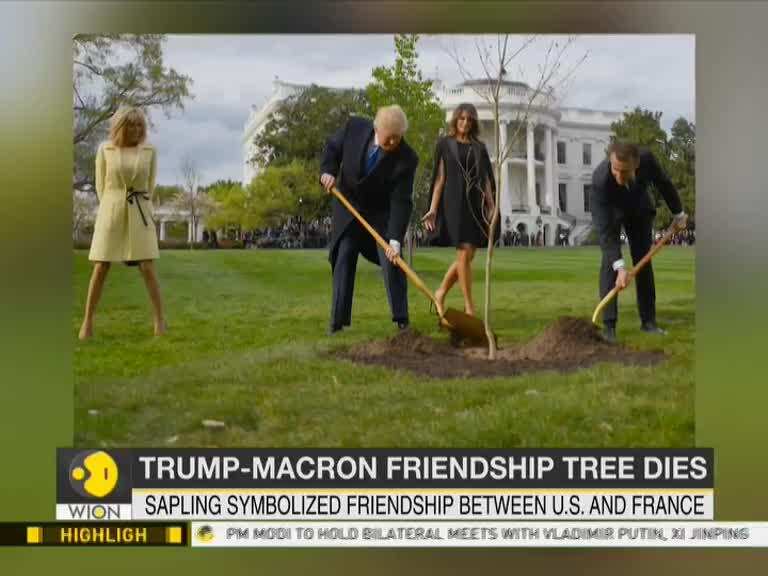 Trump and Macron’s symbolic friendship tree dies