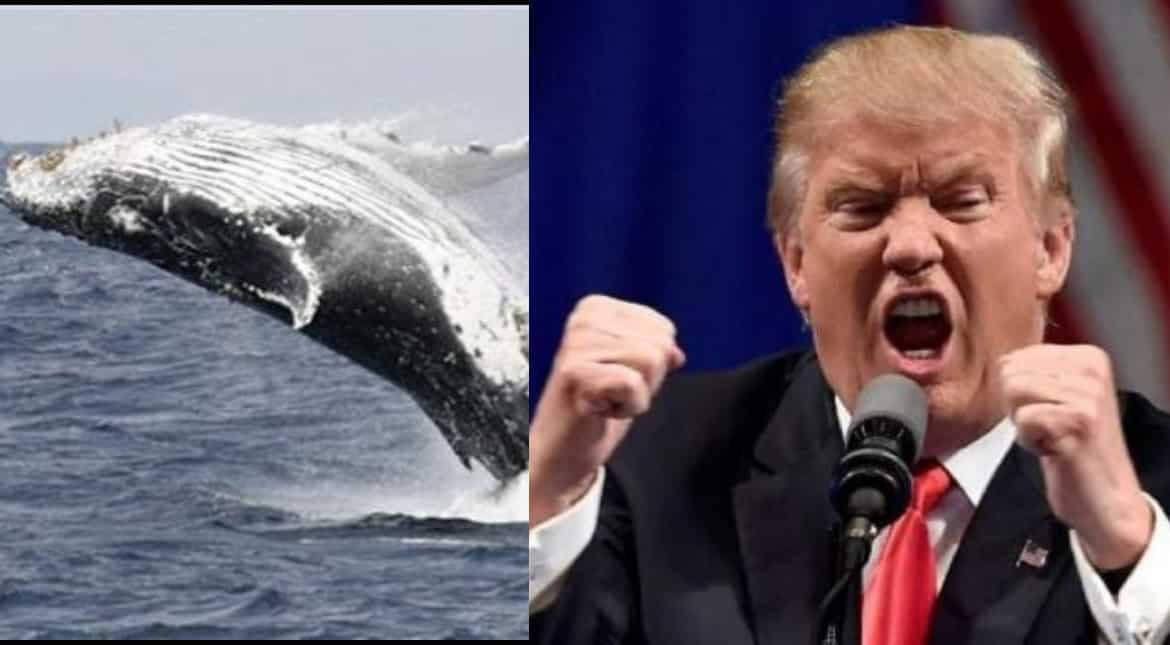 Trump lampooned for 'Prince of Whales' spelling error Trump lampooned for 'Prince of Whales' spelling error