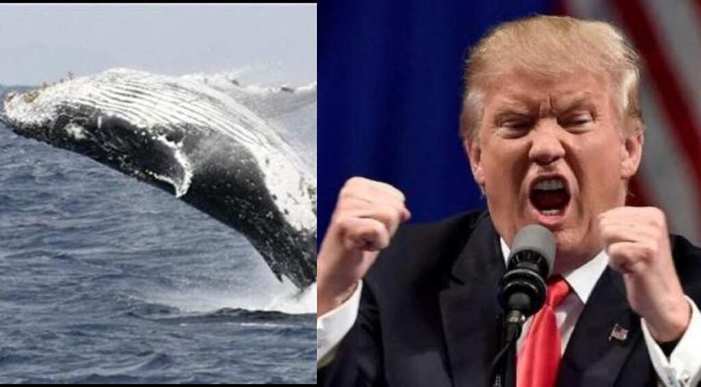 Trump lampooned for 'Prince of Whales' spelling error