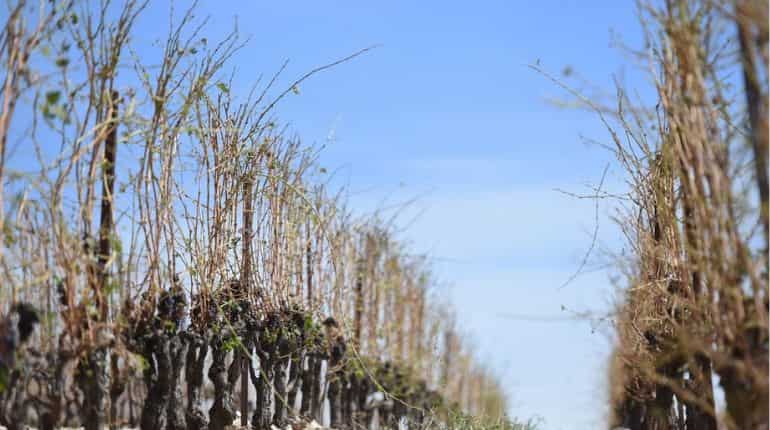 Heavy toll for French farms and vineyards after brutal hailstorm Heavy toll for French farms and vineyards after brutal hailstorm